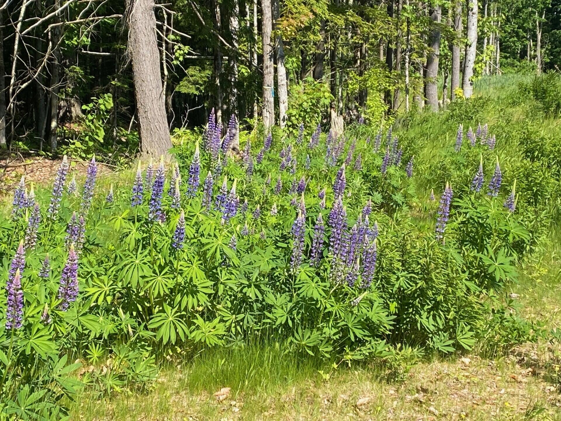 3 Outpost Place Arundel ME 04046