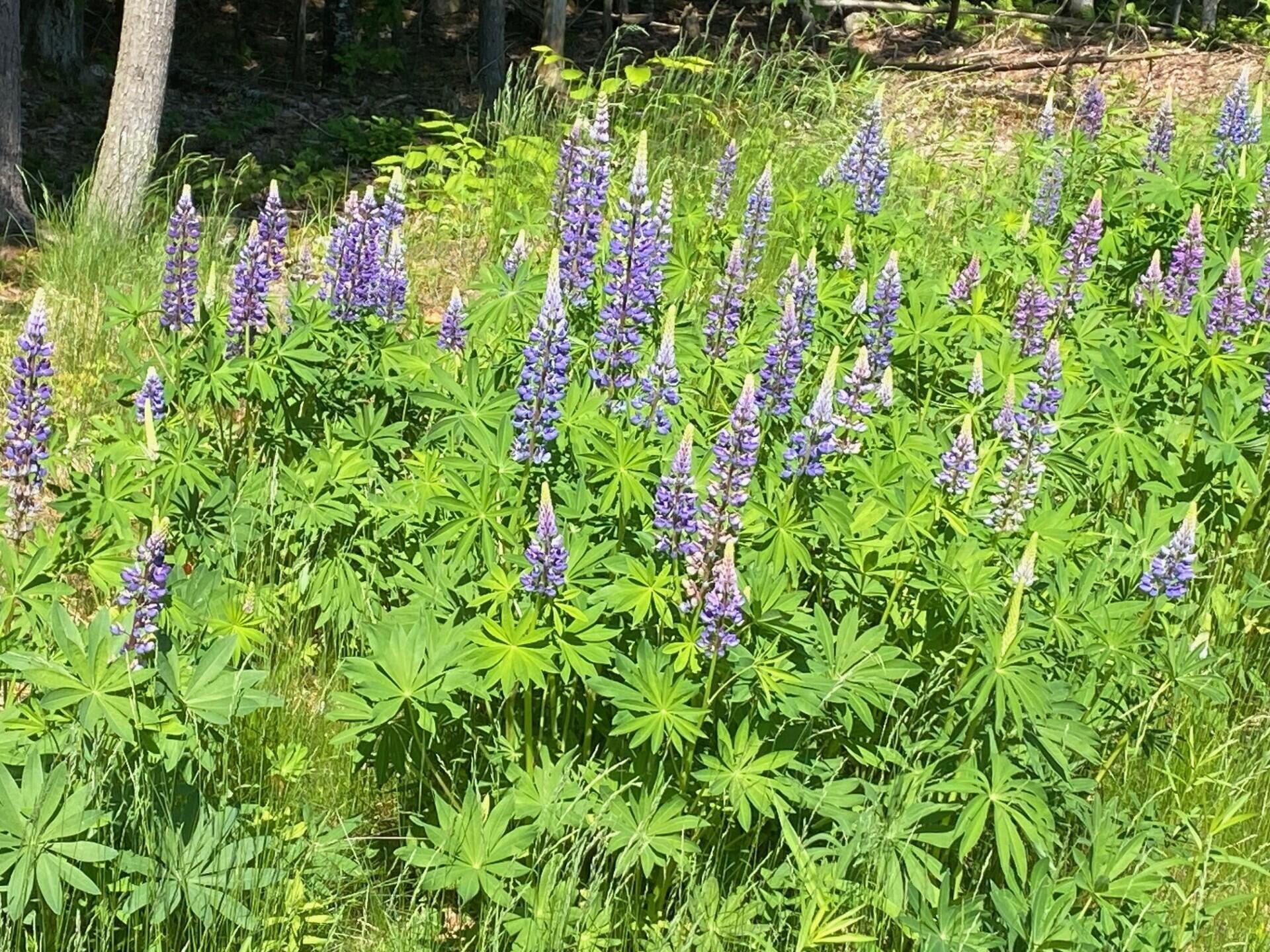 3 Outpost Place Arundel ME 04046