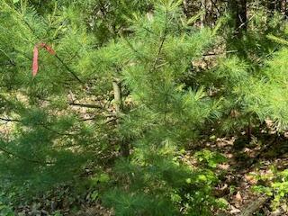 Lot #6 Bonnie Way Winterport ME 04496