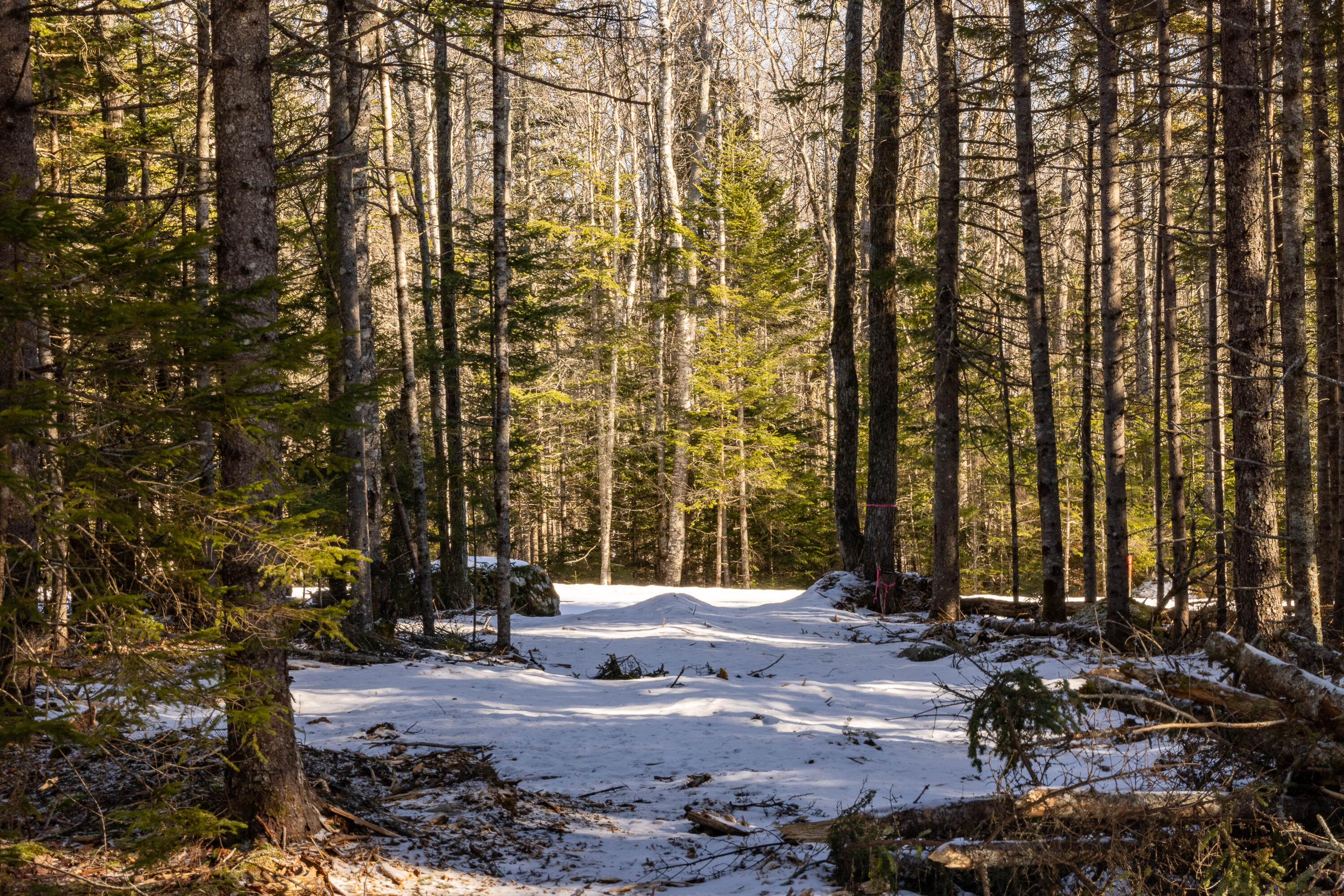 10-4M Forest Hill Surry ME 04684