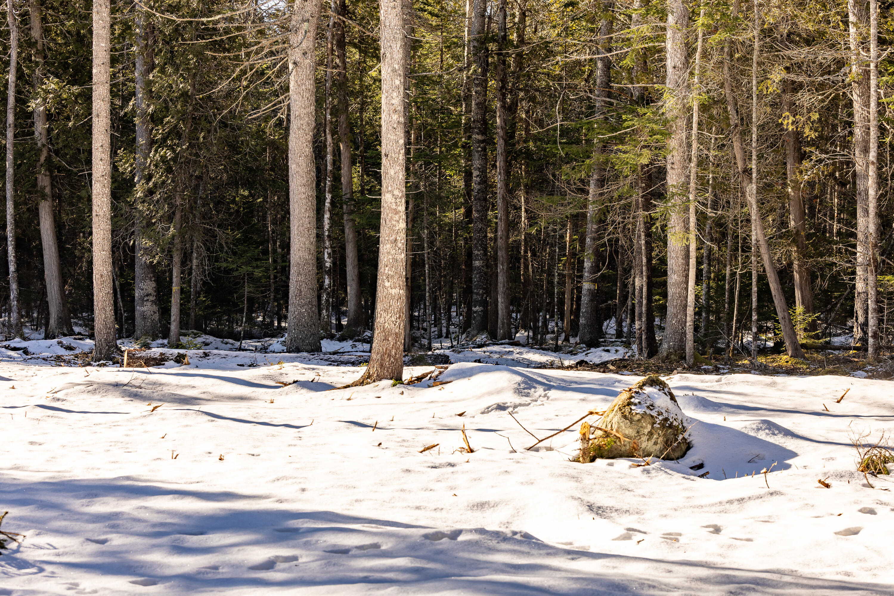 10-4M Forest Hill Surry ME 04684