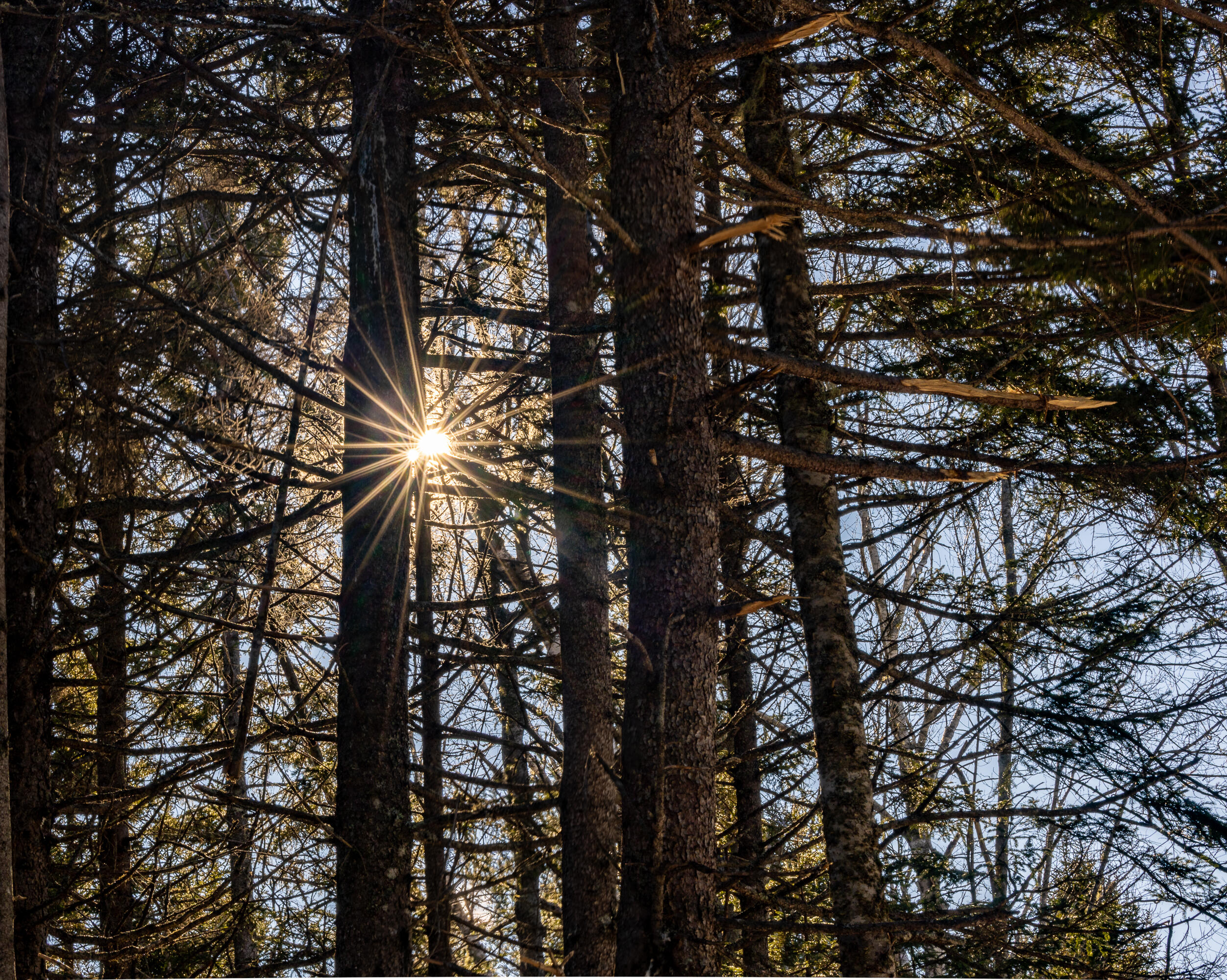 10-4M Forest Hill Surry ME 04684