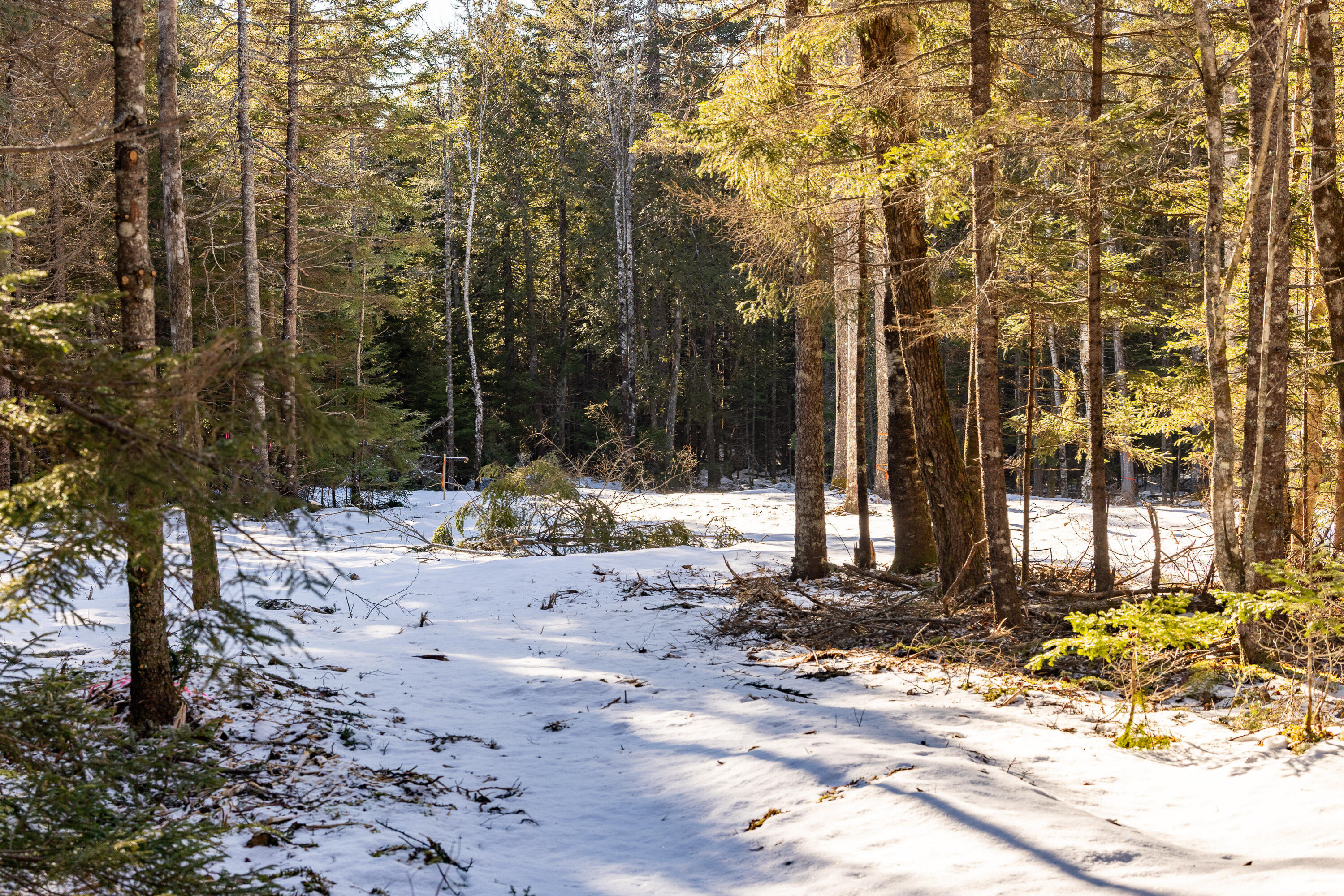 10-4M Forest Hill Surry ME 04684