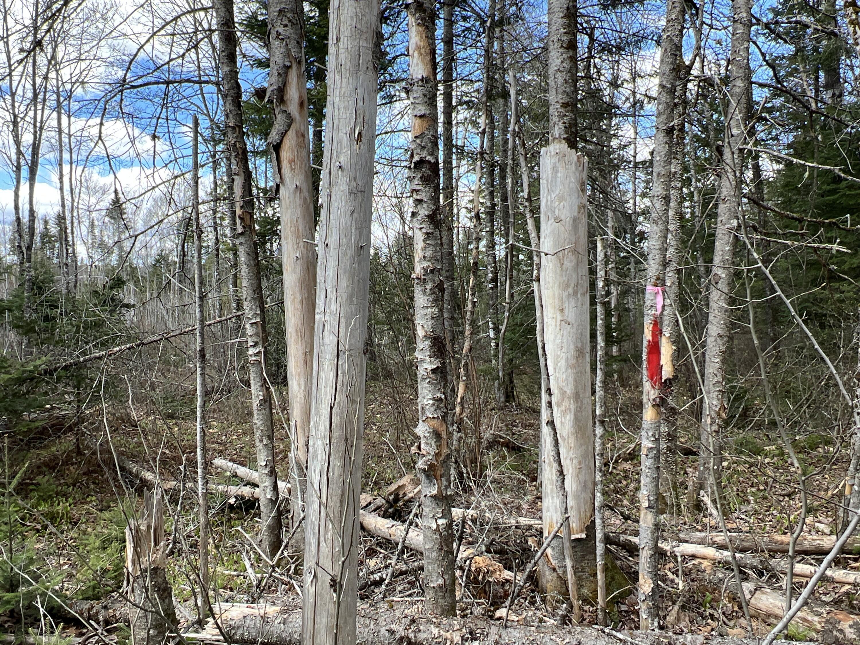 Lot 22 Schoodic Point Road Medford ME 04463