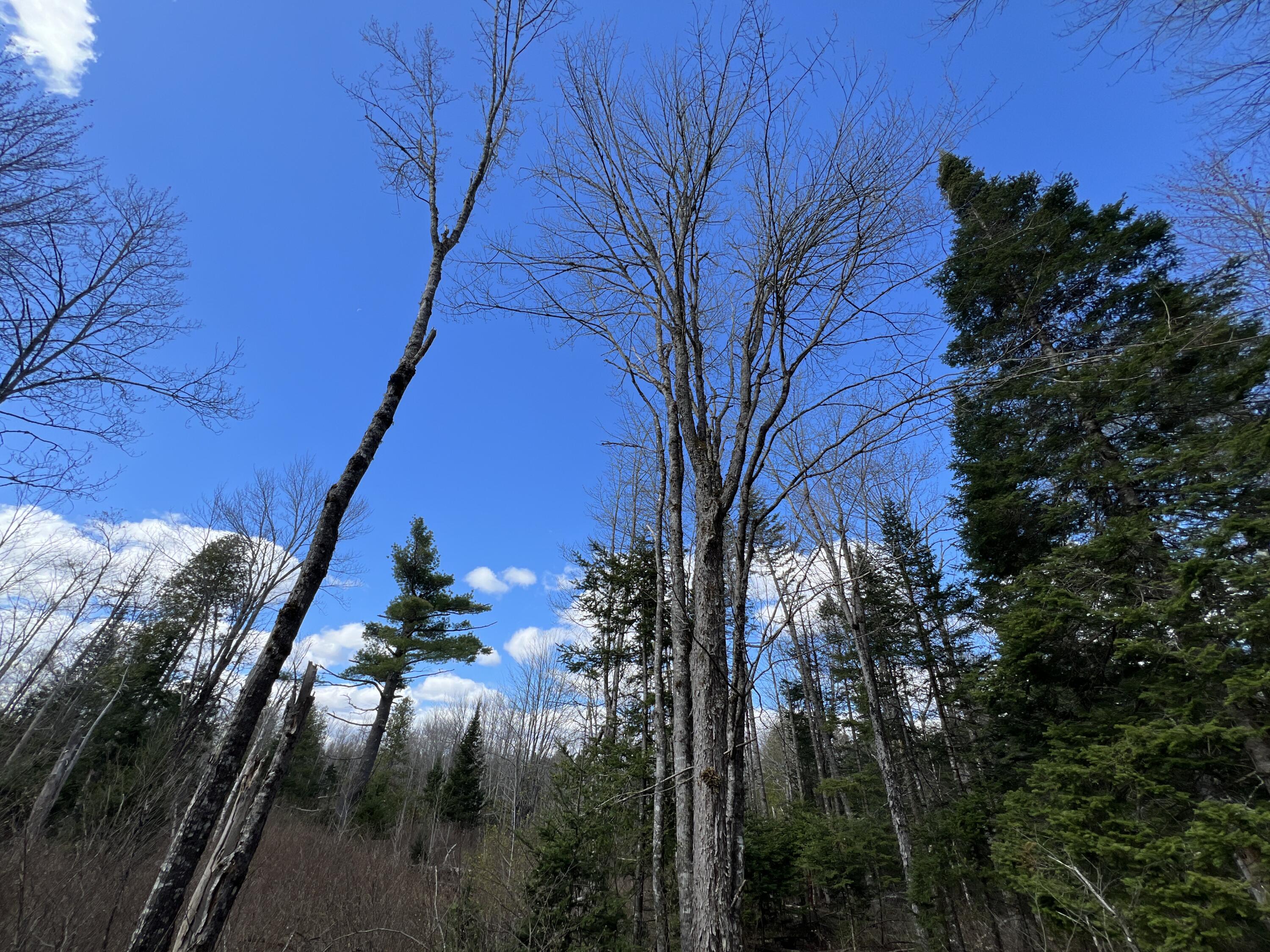 Lot 22 Schoodic Point Road Medford ME 04463