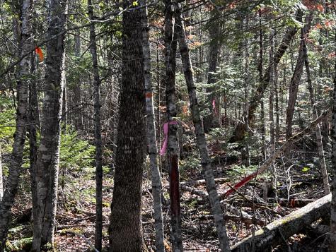 Lot 22 Schoodic Point Road Medford ME 04463