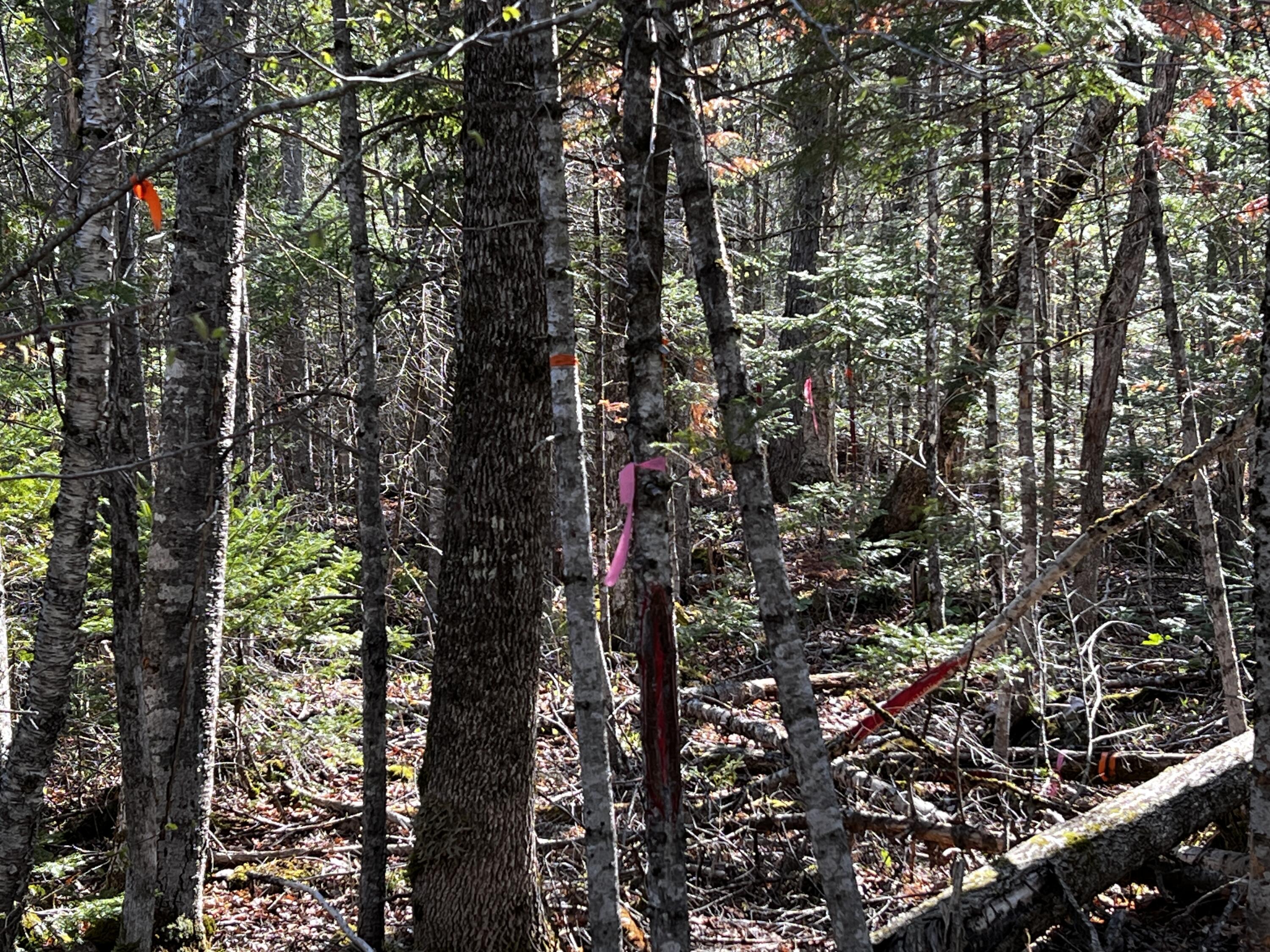 Lot 22 Schoodic Point Road Medford ME 04463