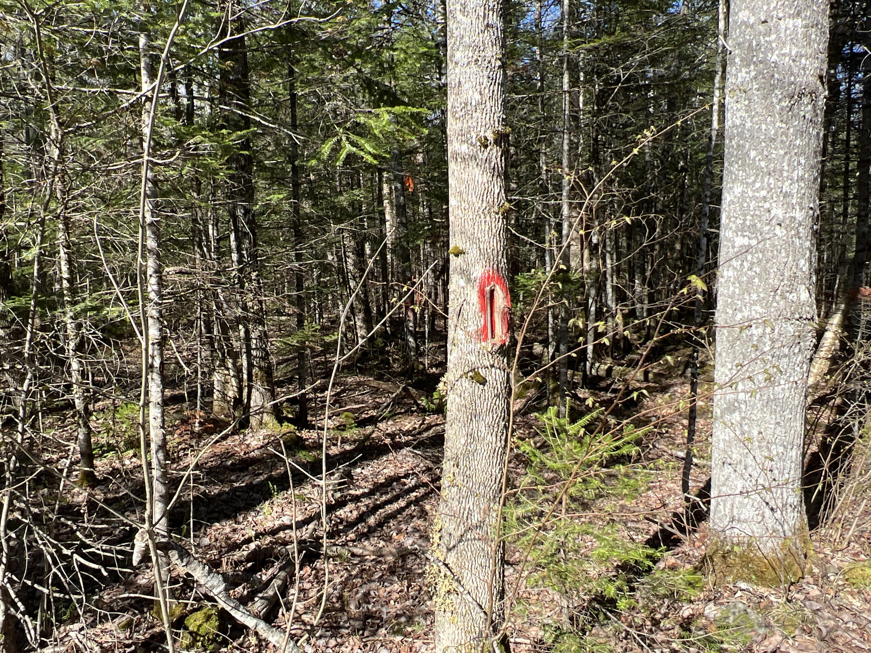 Lot 22 Schoodic Point Road Medford ME 04463