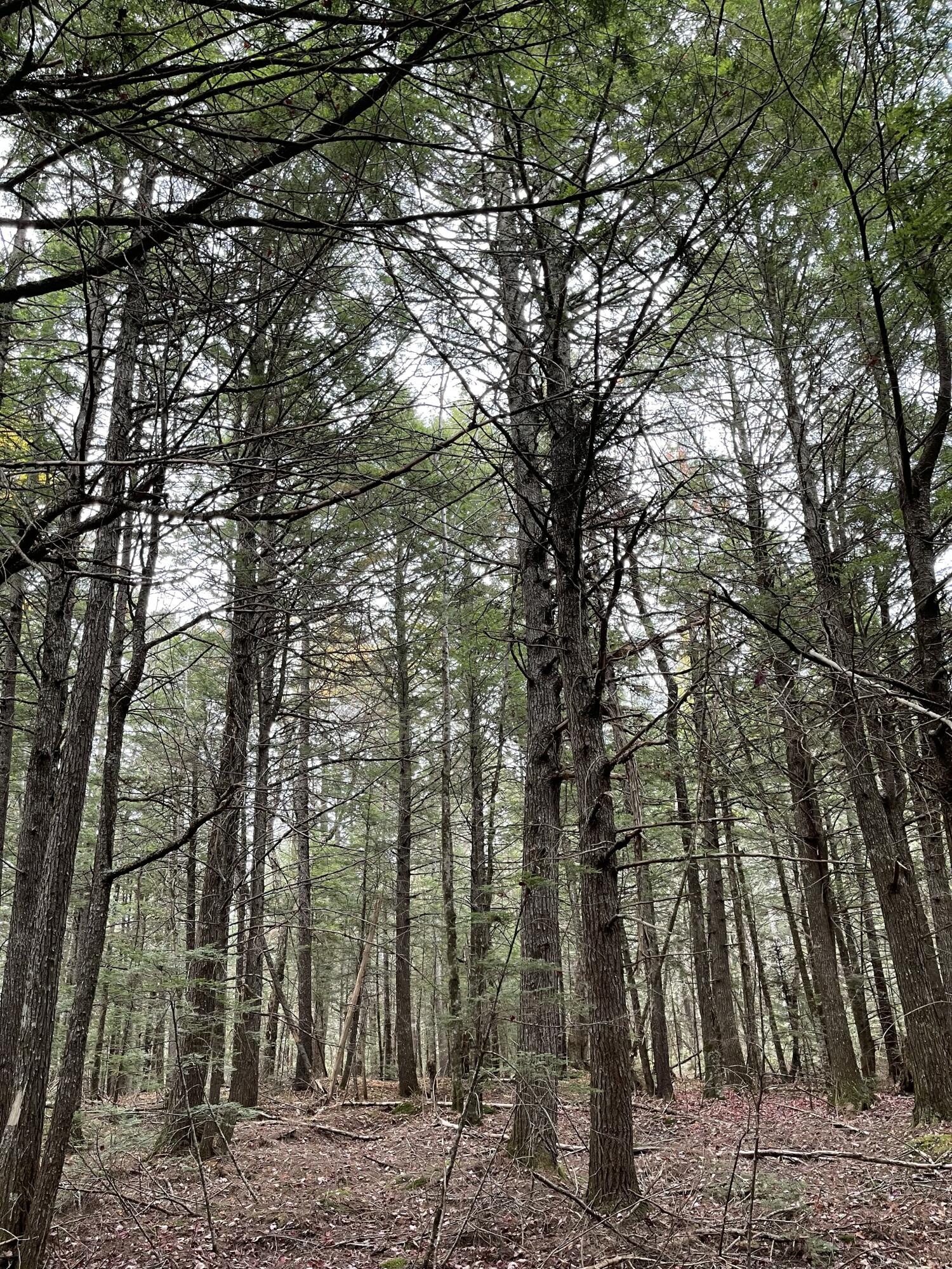 Lot 3-b West Branch Road Mariaville ME 04605