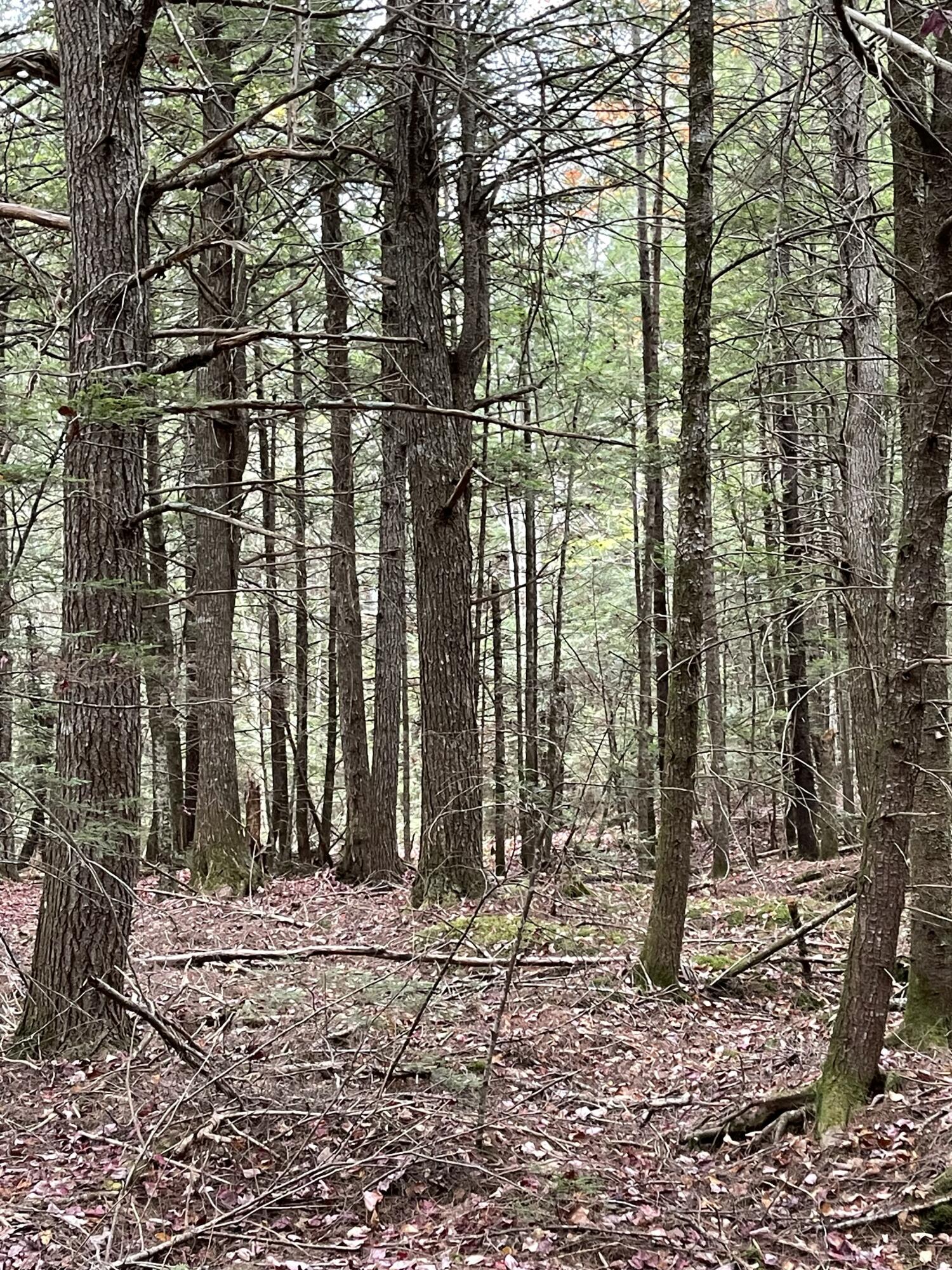 Lot 3-b West Branch Road Mariaville ME 04605