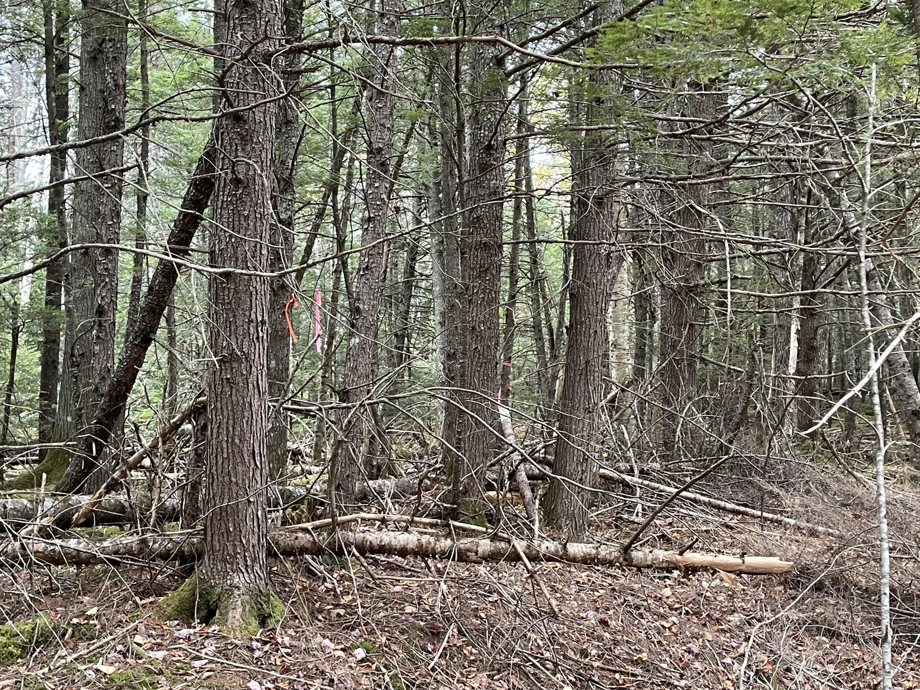 Lot 3-b West Branch Road Mariaville ME 04605