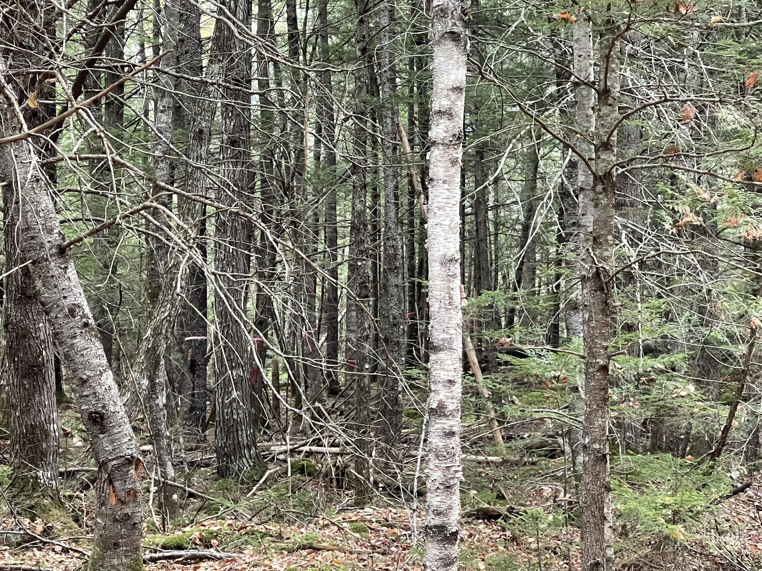 Lot 3-b West Branch Road Mariaville ME 04605