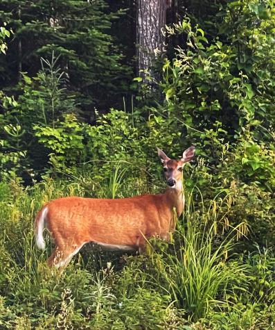 0 Paradise Lane Tomhegan Twp ME 04478