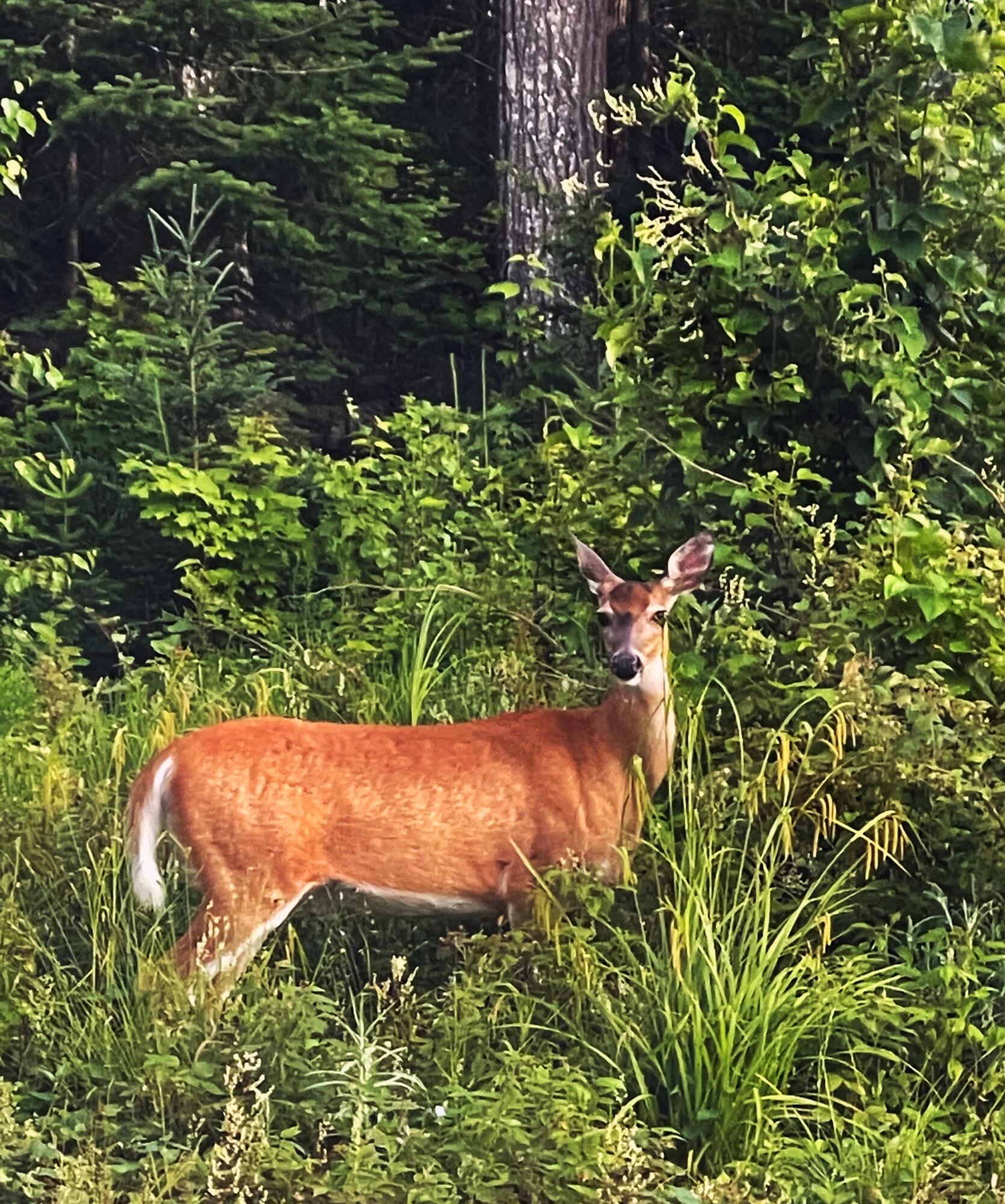 0 Paradise Lane Tomhegan Twp ME 04478