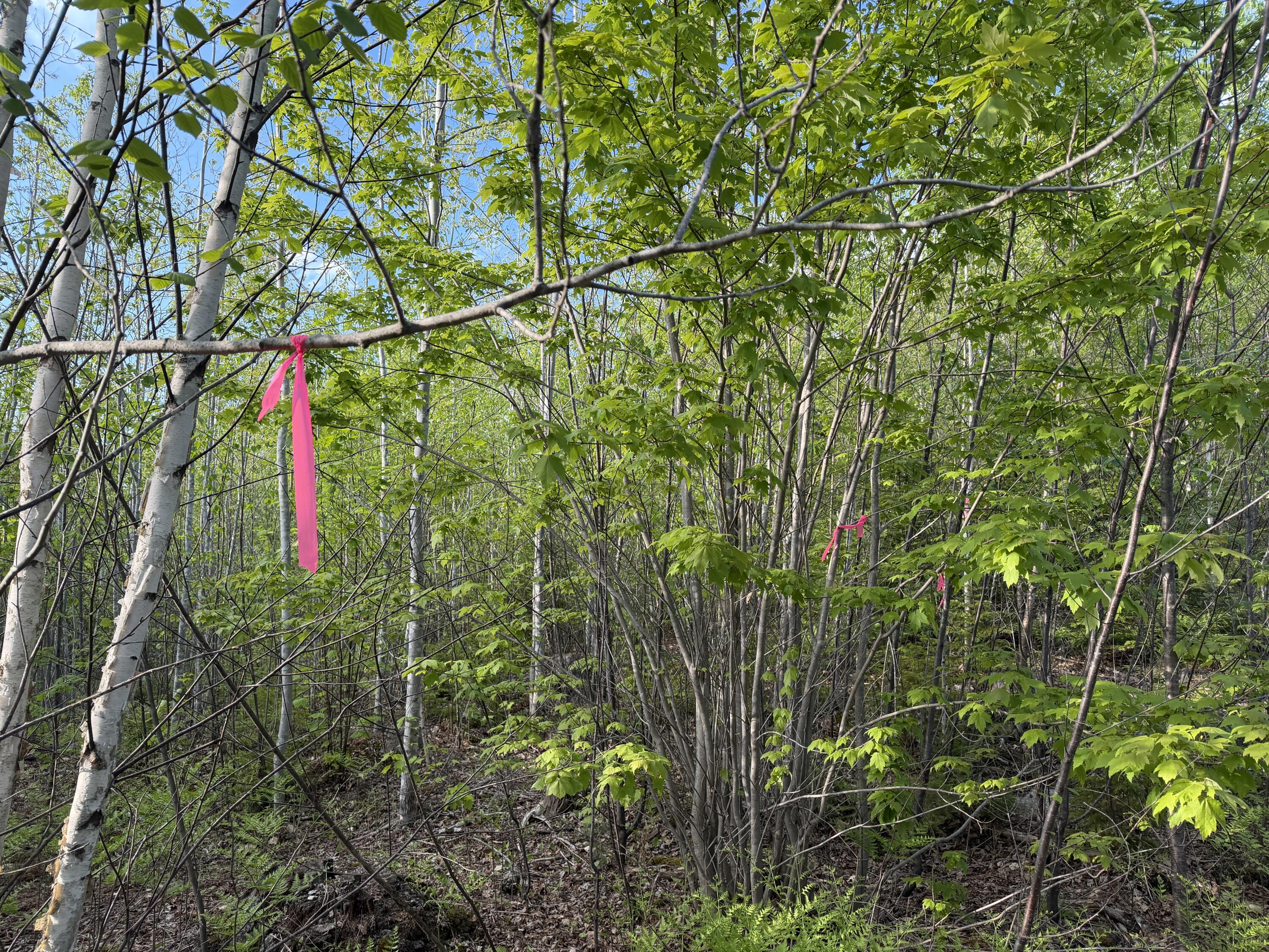 Lot 41-1 Bottle Lake Road Lakeville ME 04487