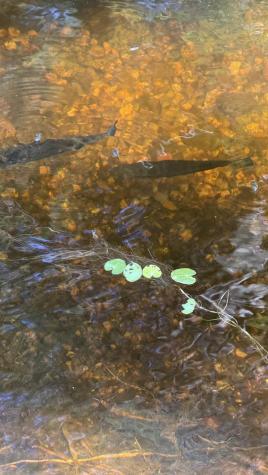 Lot #1 Bucksport Road Ellsworth ME 04605