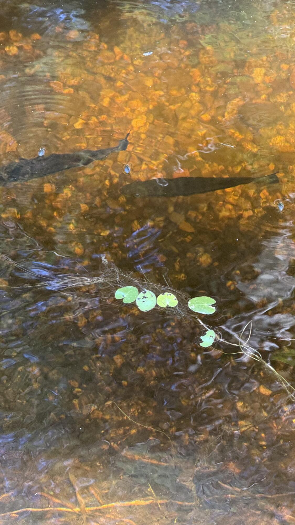 Lot #1 Bucksport Road Ellsworth ME 04605