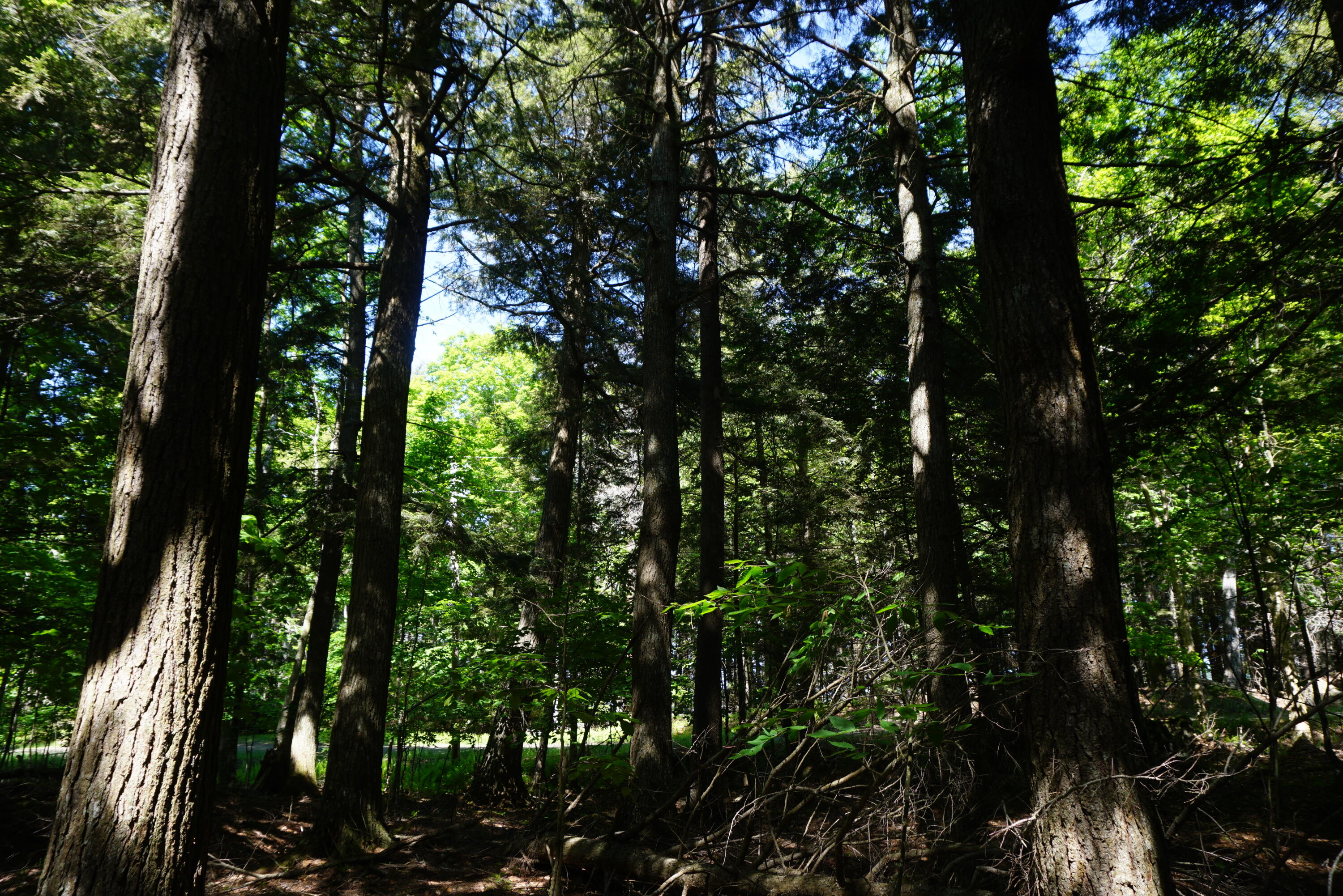 Lot 79/80 Black Point Road Beaver Cove ME 04441