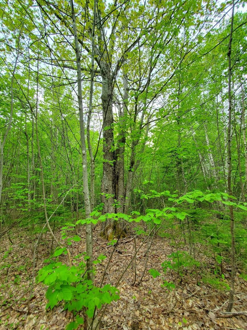 77 South Princeton Road Alexander ME 04694