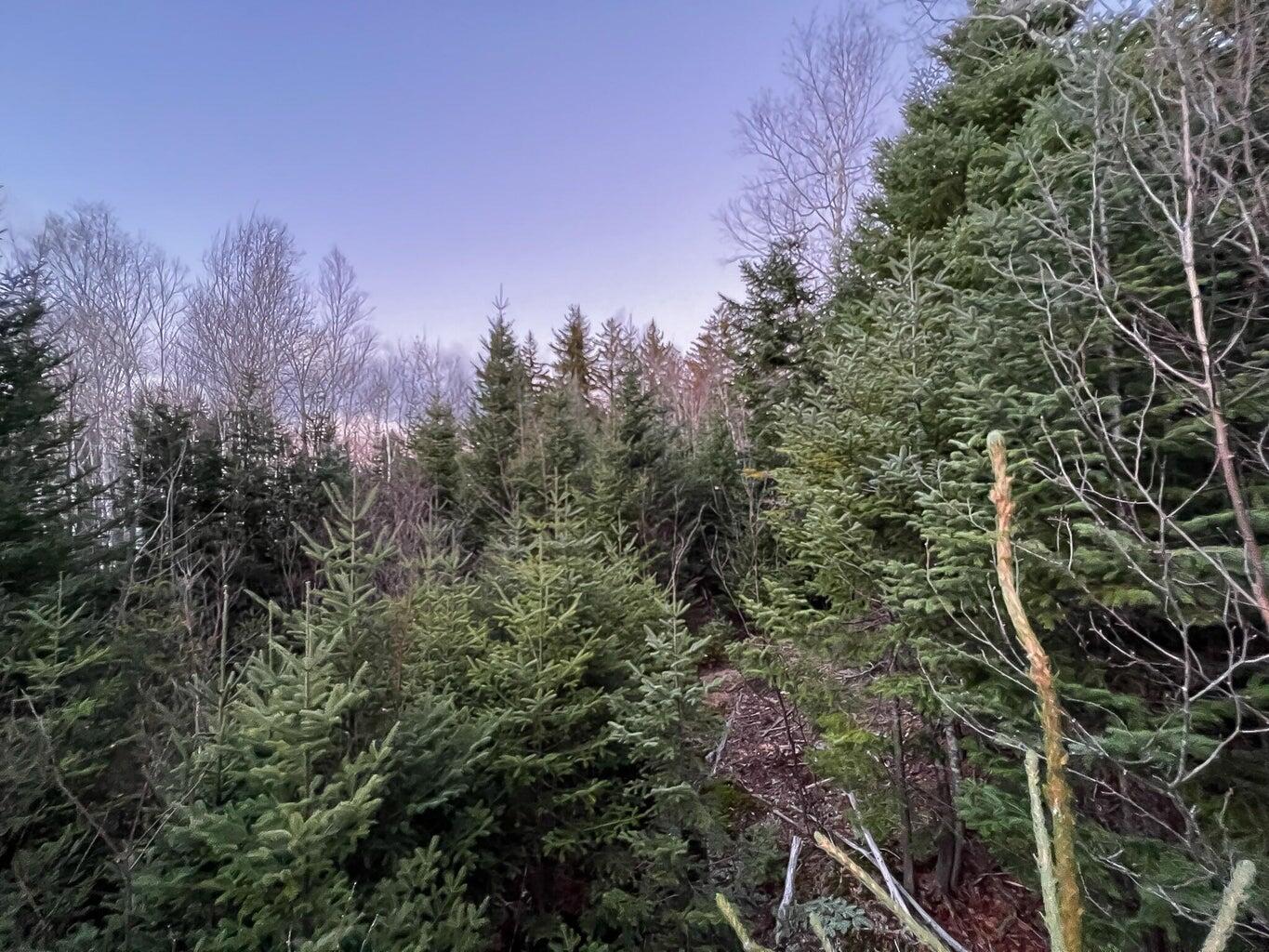 Lot 16 Mill Brook Road Sandy River Plt ME 04970