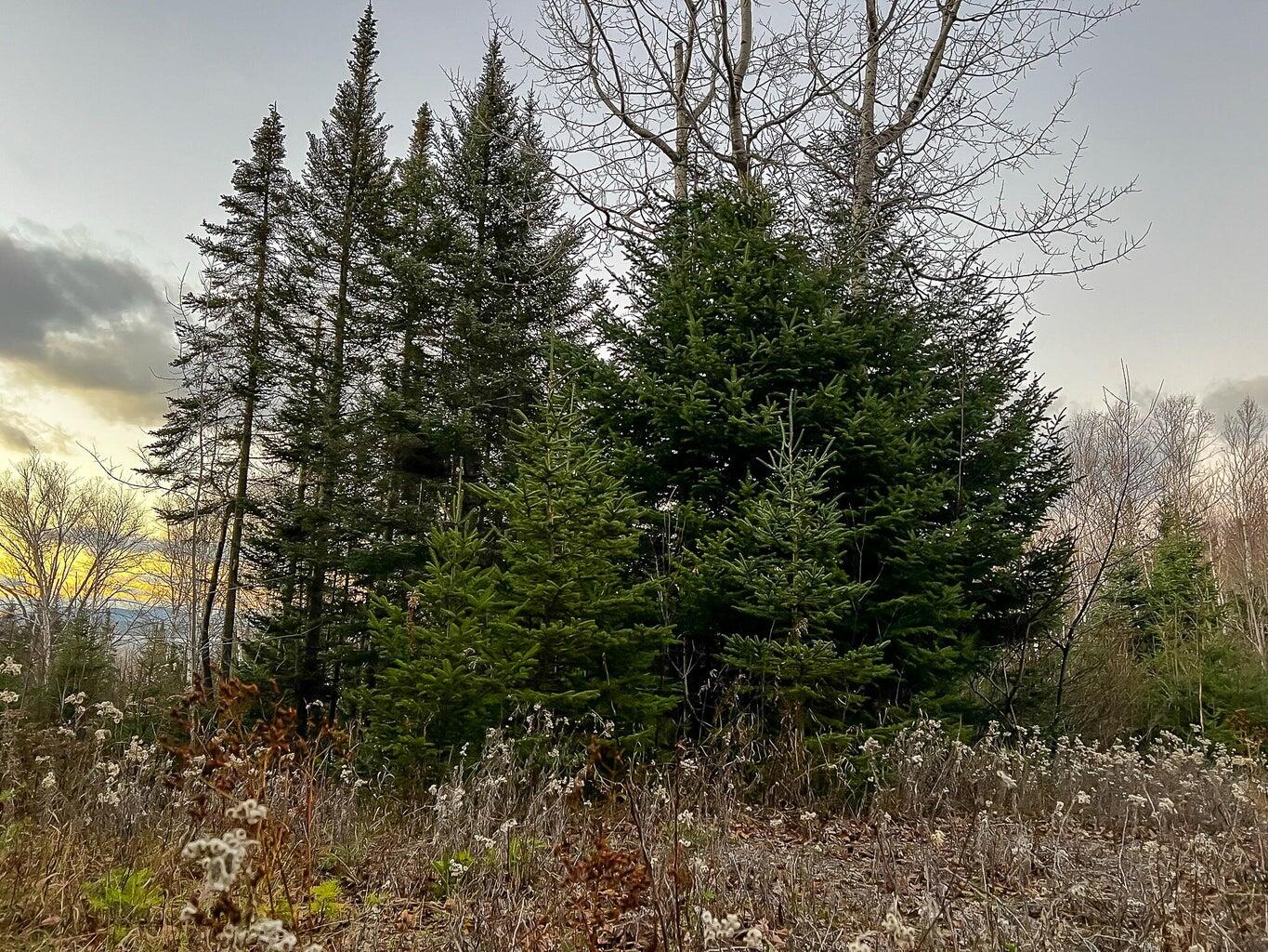 Lot 16 Mill Brook Road Sandy River Plt ME 04970