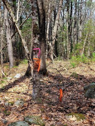 Lot #11B Sanford Road Wells ME 04090