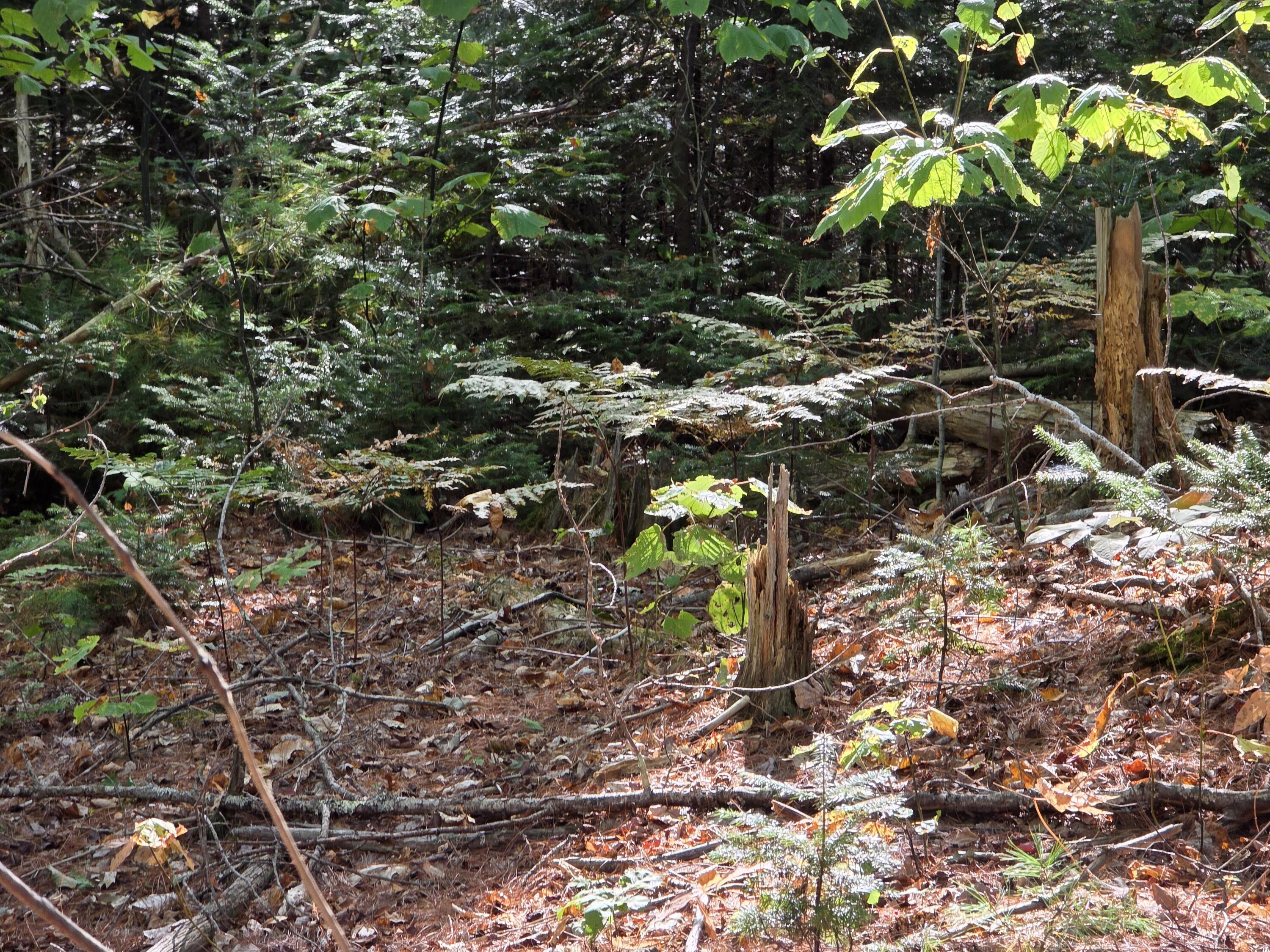 00 Back Searsport Road Belfast ME 04915