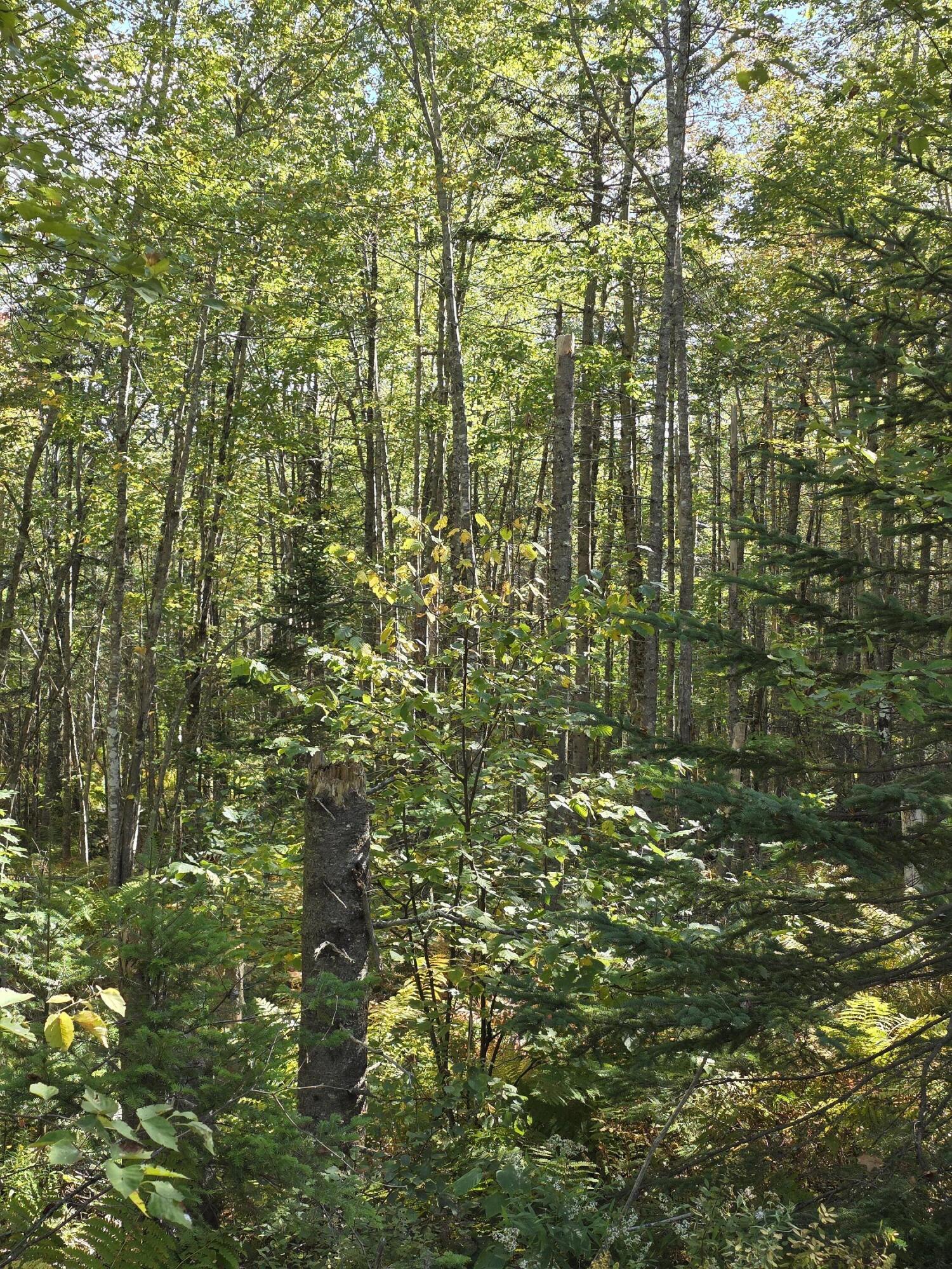 00 Back Searsport Road Belfast ME 04915