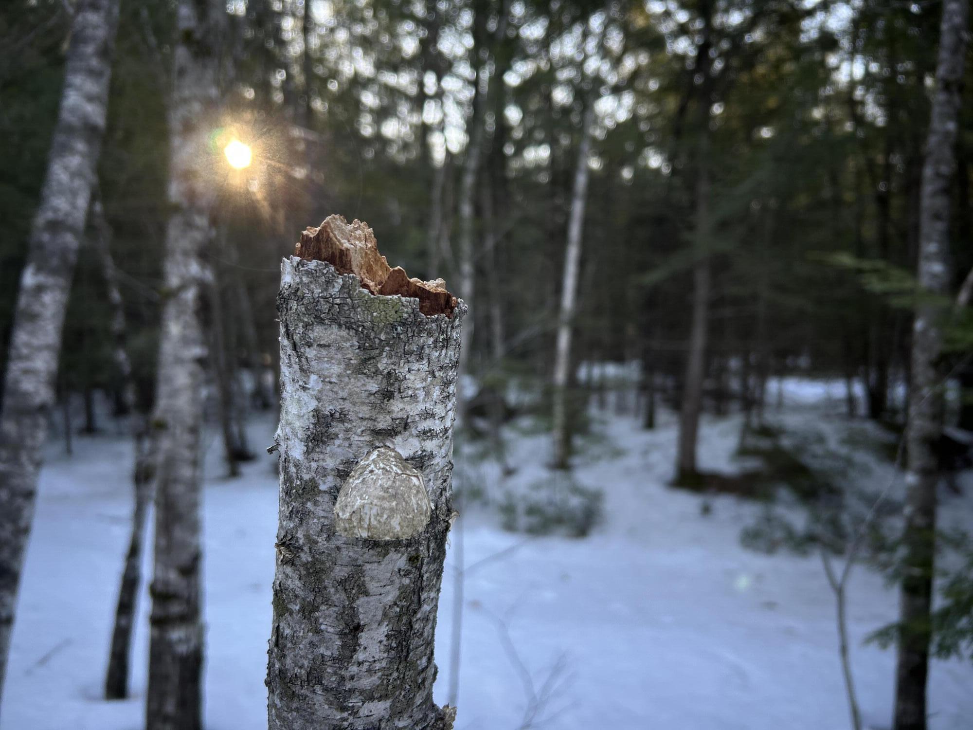 MAP13LOT11 Field View Road Fryeburg ME 04037
