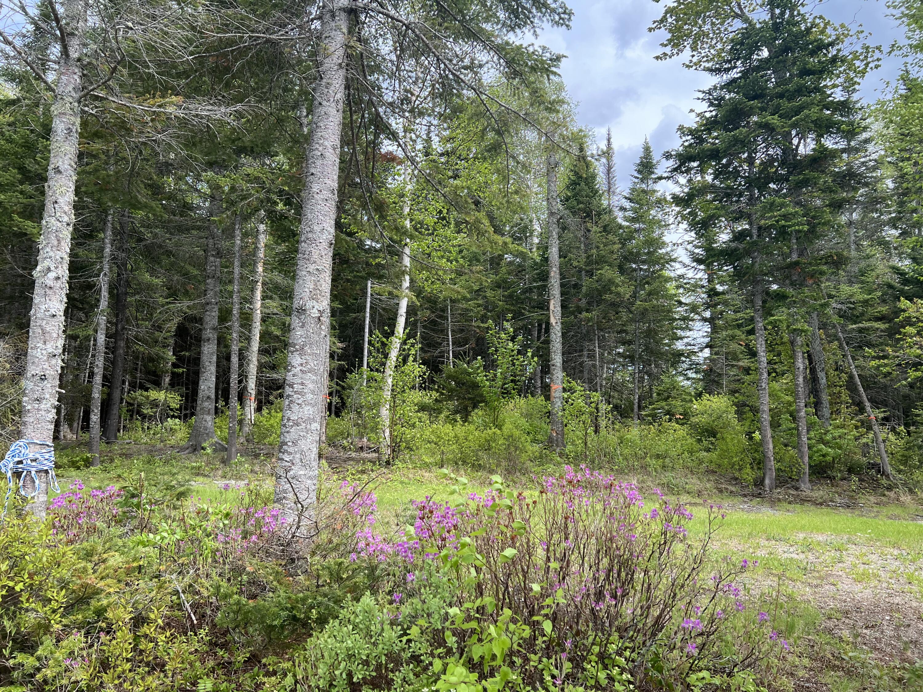 Lot 2 Kennebago River Road Stetsontown Twp ME 04970