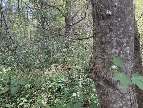 MAP51,24 Two Rod Road Gray ME 04039