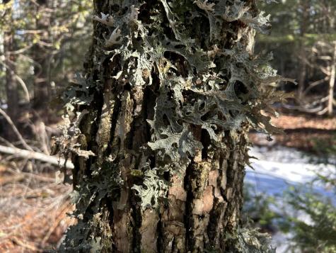 MAP5LOT1 Silvers Mills Road Sangerville ME 04479