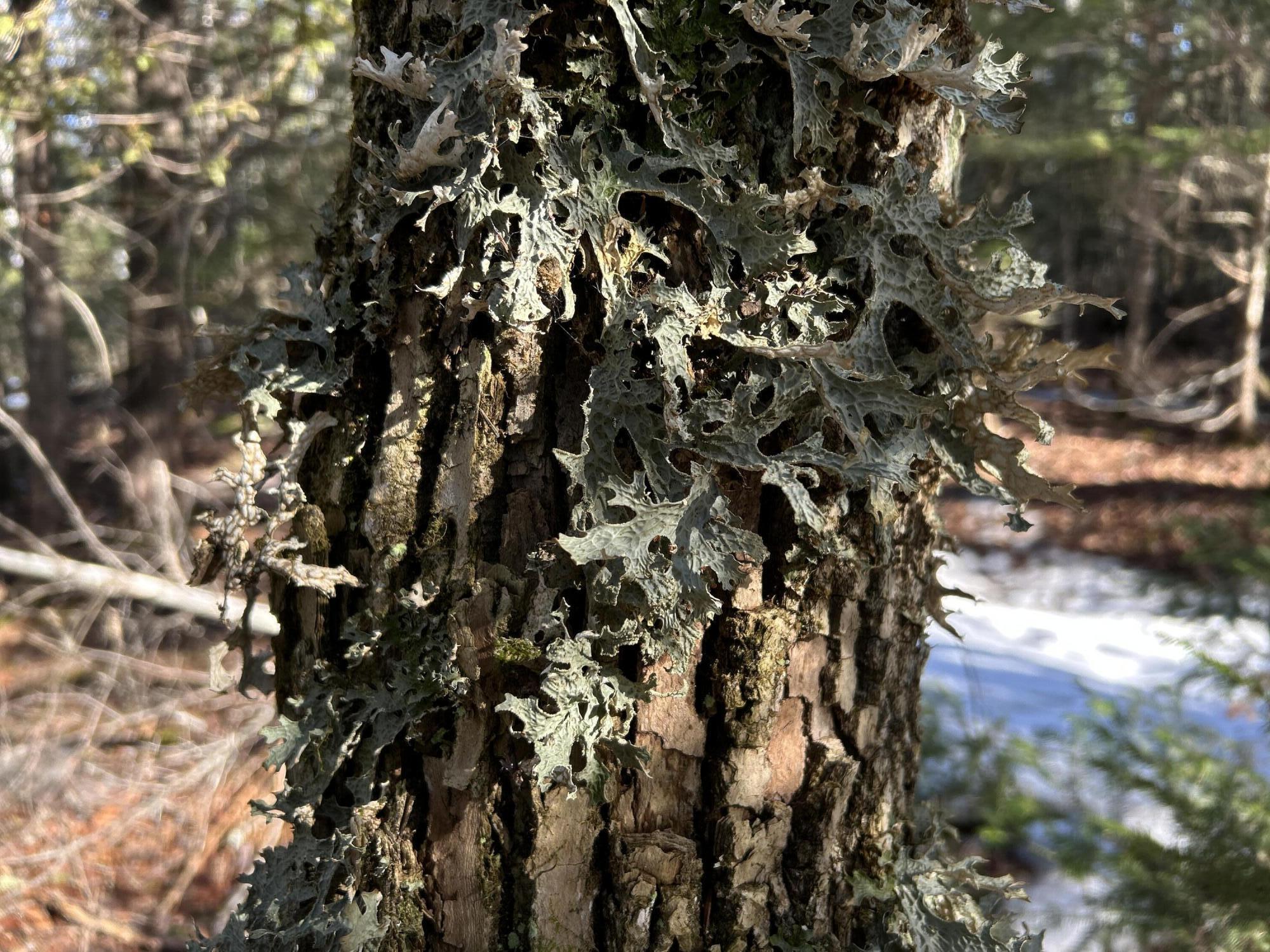 MAP5LOT1 Silvers Mills Road Sangerville ME 04479