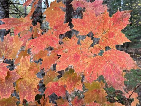 MAP5LOT1 Silvers Mills Road Sangerville ME 04479