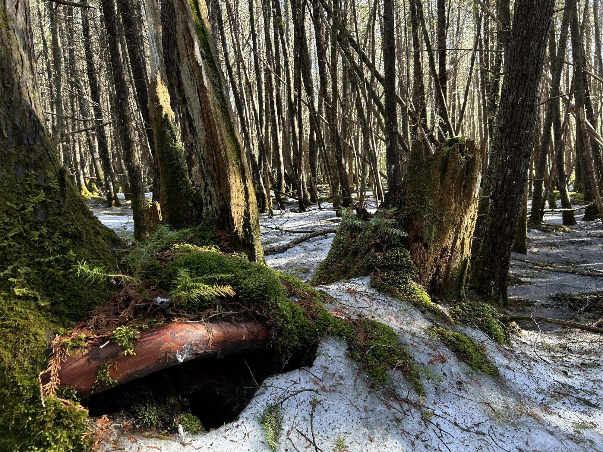 MAP5LOT1 Silvers Mills Road Sangerville ME 04479