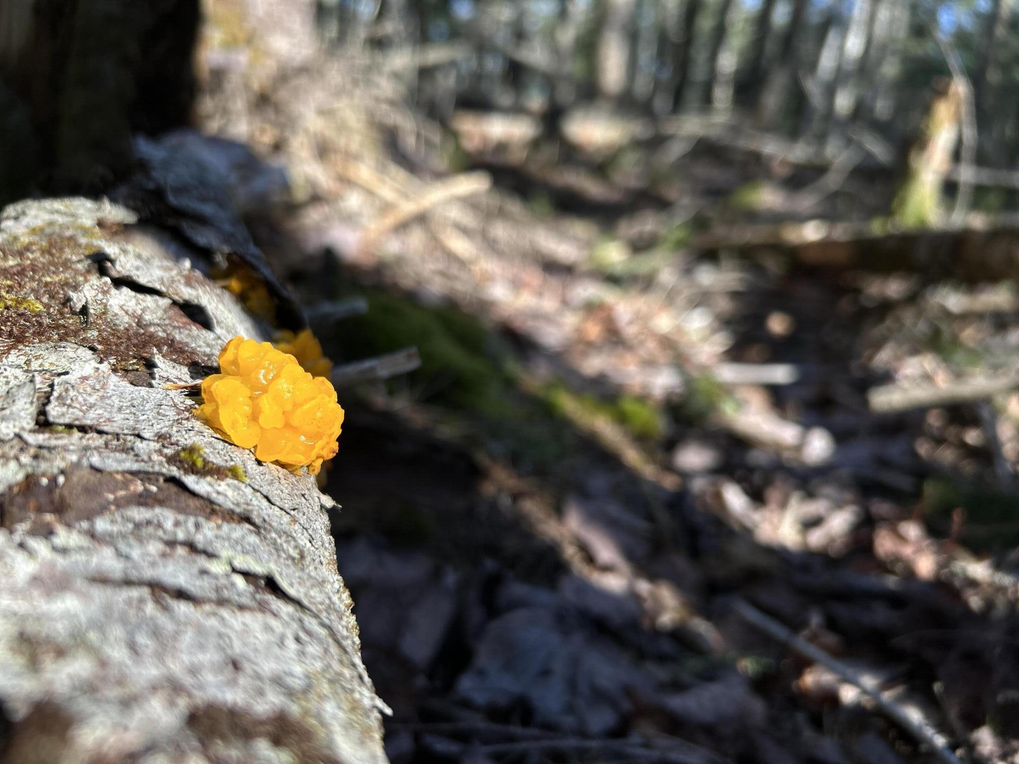 MAP5LOT1 Silvers Mills Road Sangerville ME 04479