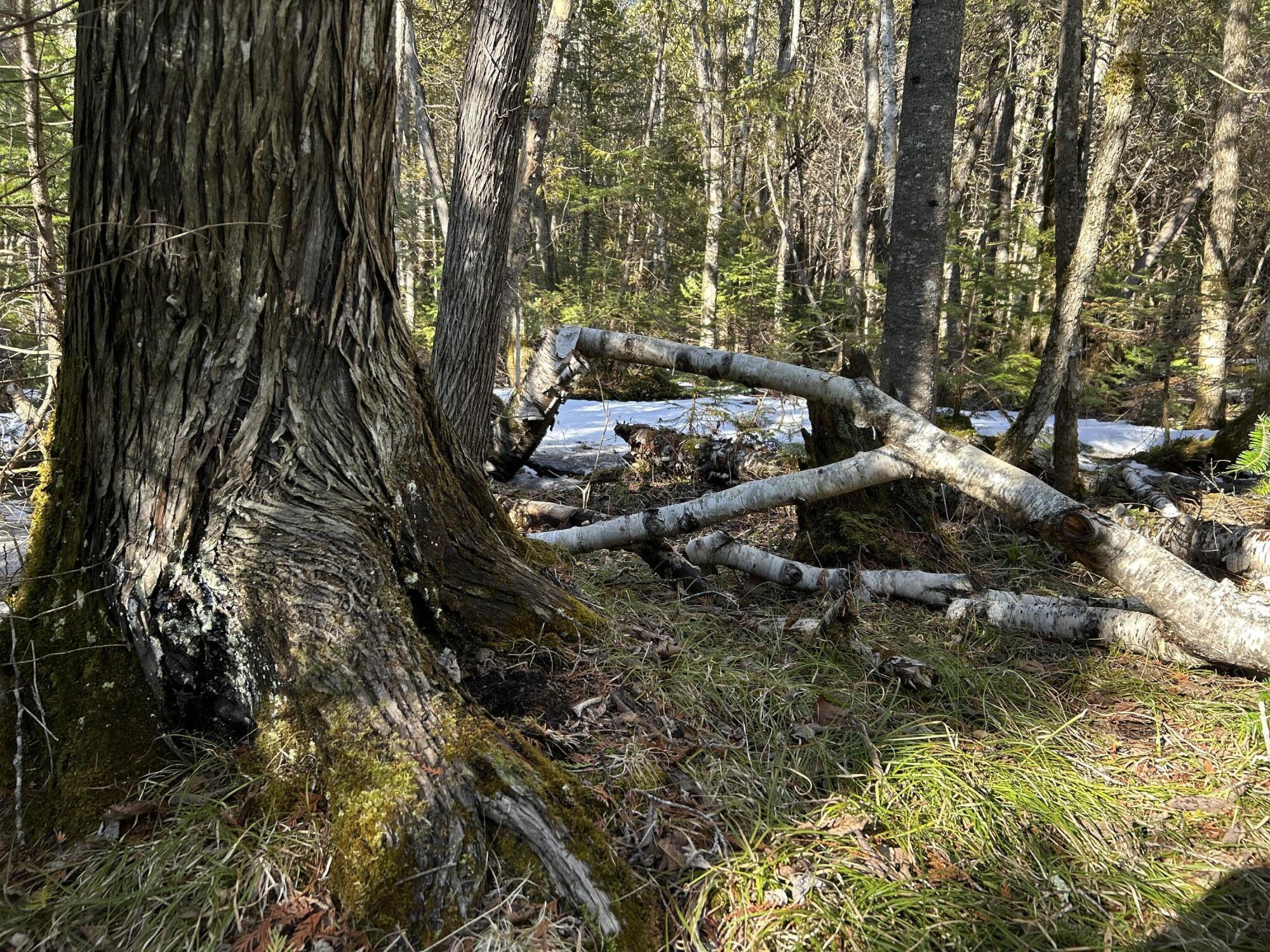 MAP5LOT1 Silvers Mills Road Sangerville ME 04479