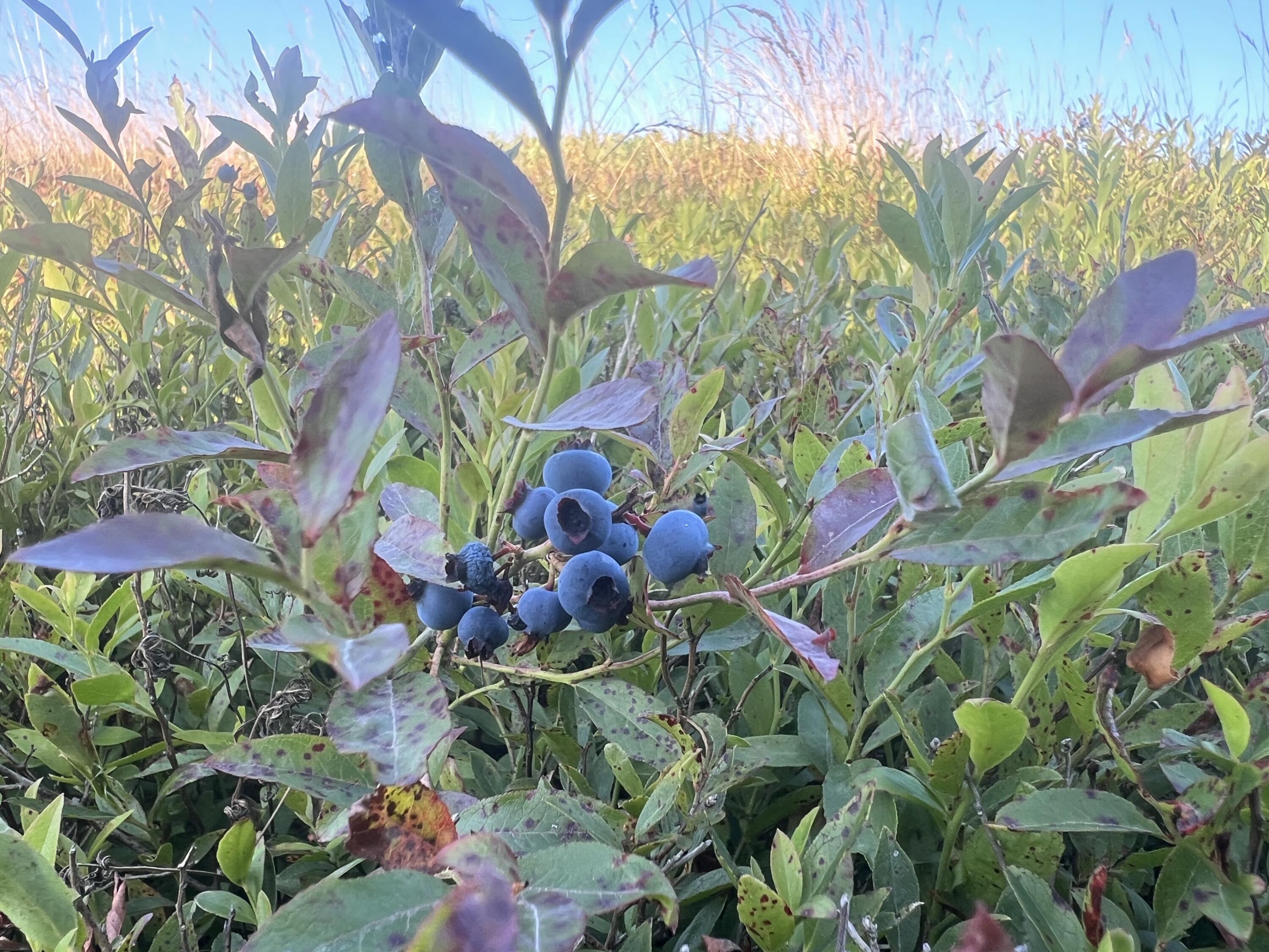 1287 Mason Bay Road Jonesport ME 04649