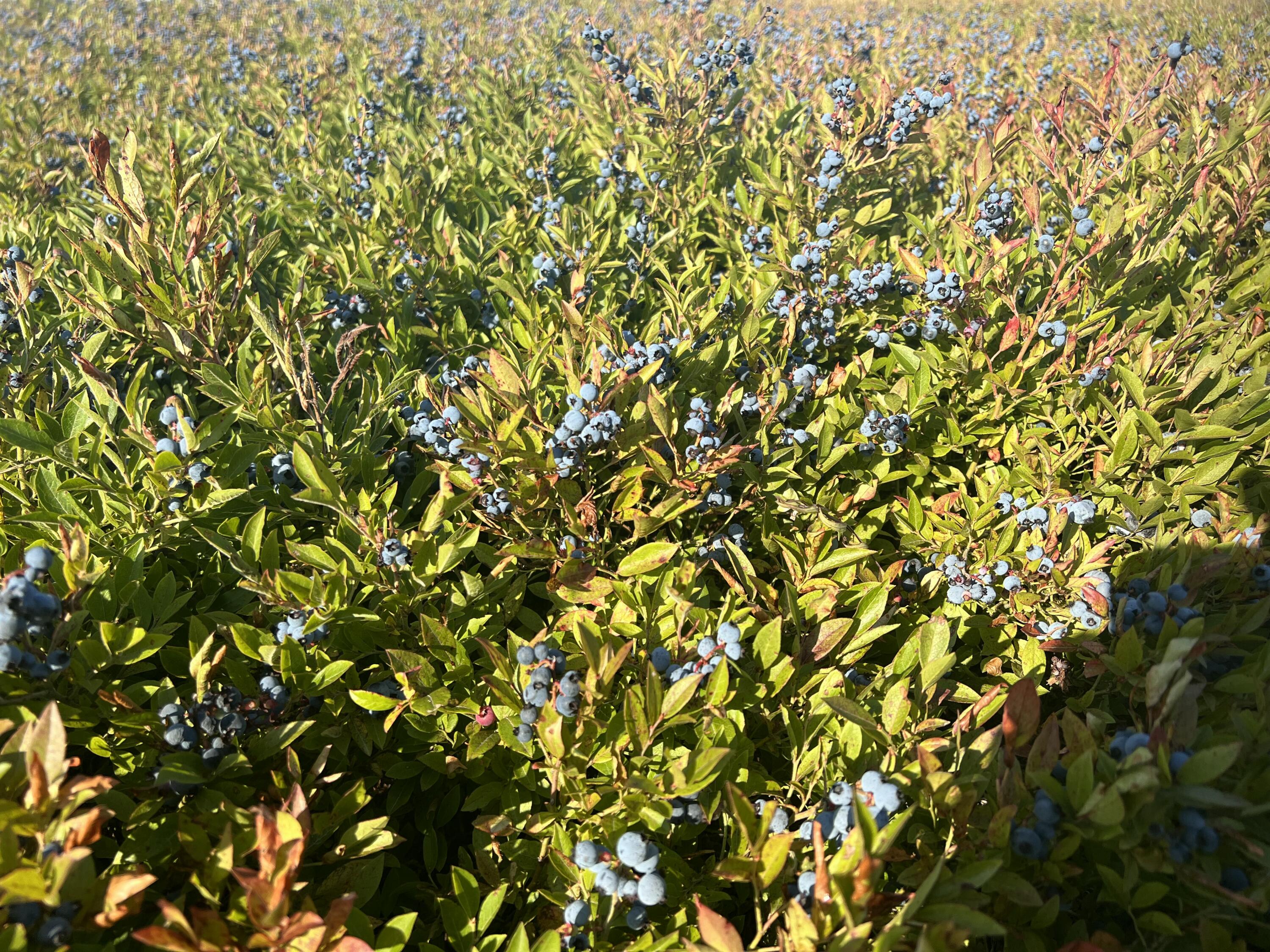 1287 Mason Bay Road Jonesport ME 04649