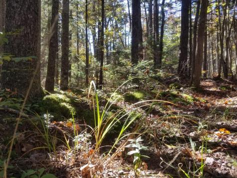 0 Holland Drive Phippsburg ME 04562