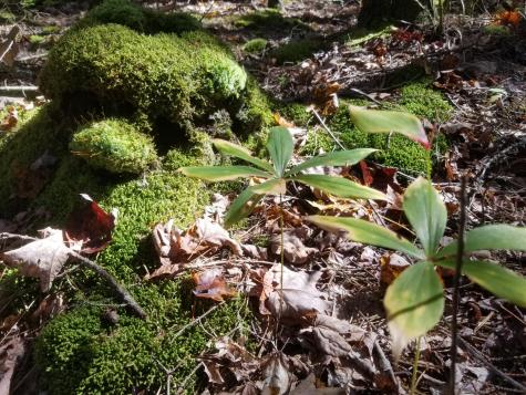 0 Holland Drive Phippsburg ME 04562