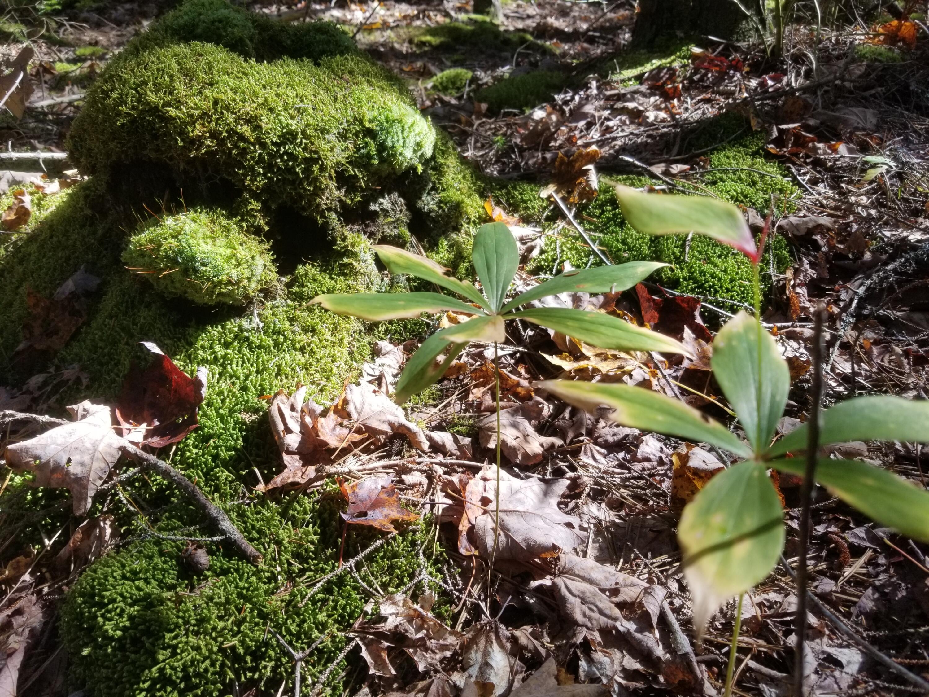 0 Holland Drive Phippsburg ME 04562