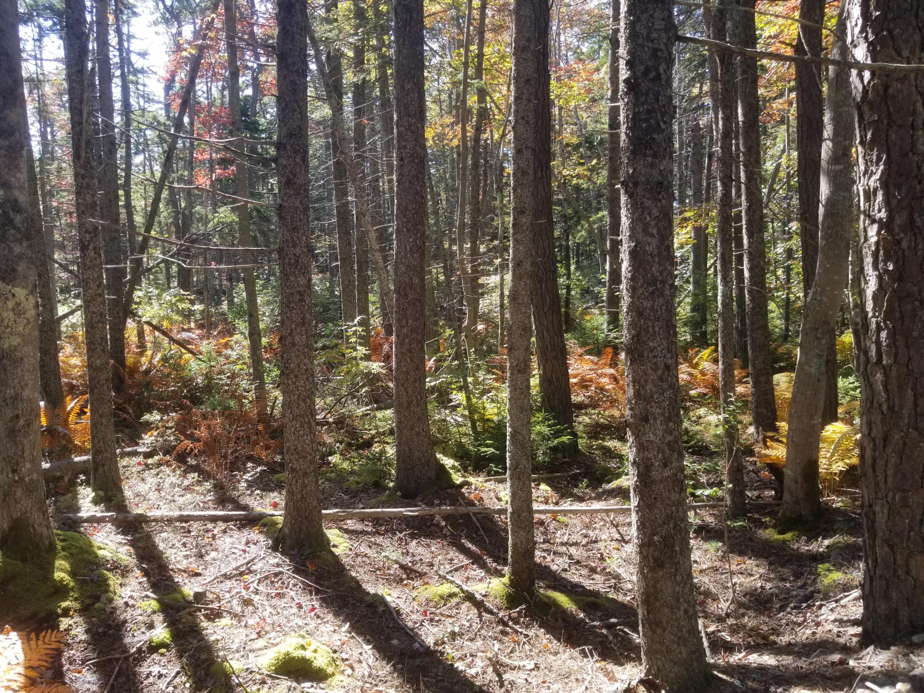 0 Holland Drive Phippsburg ME 04562