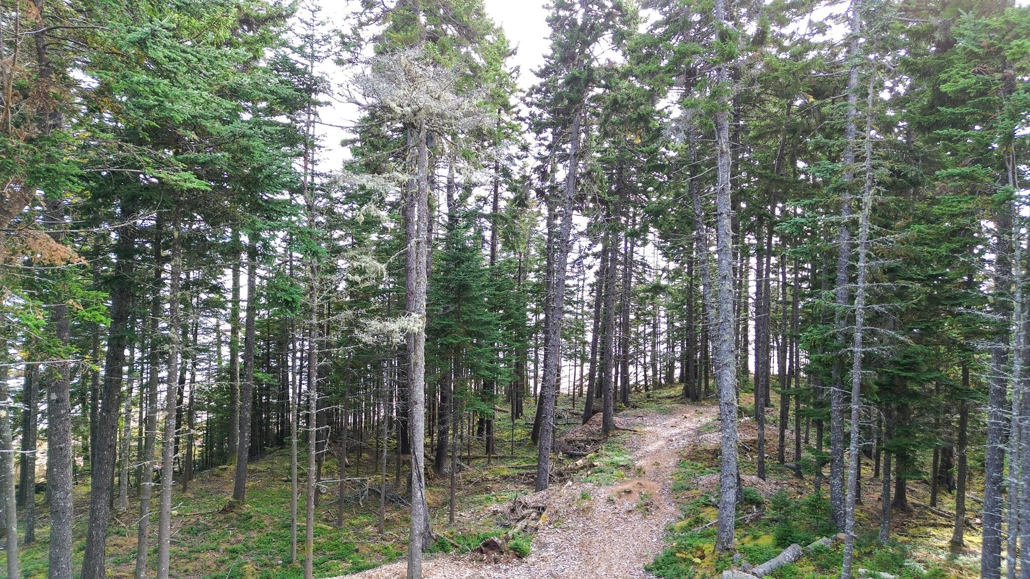 Lot 2 Seaduck Road Beals ME 04611