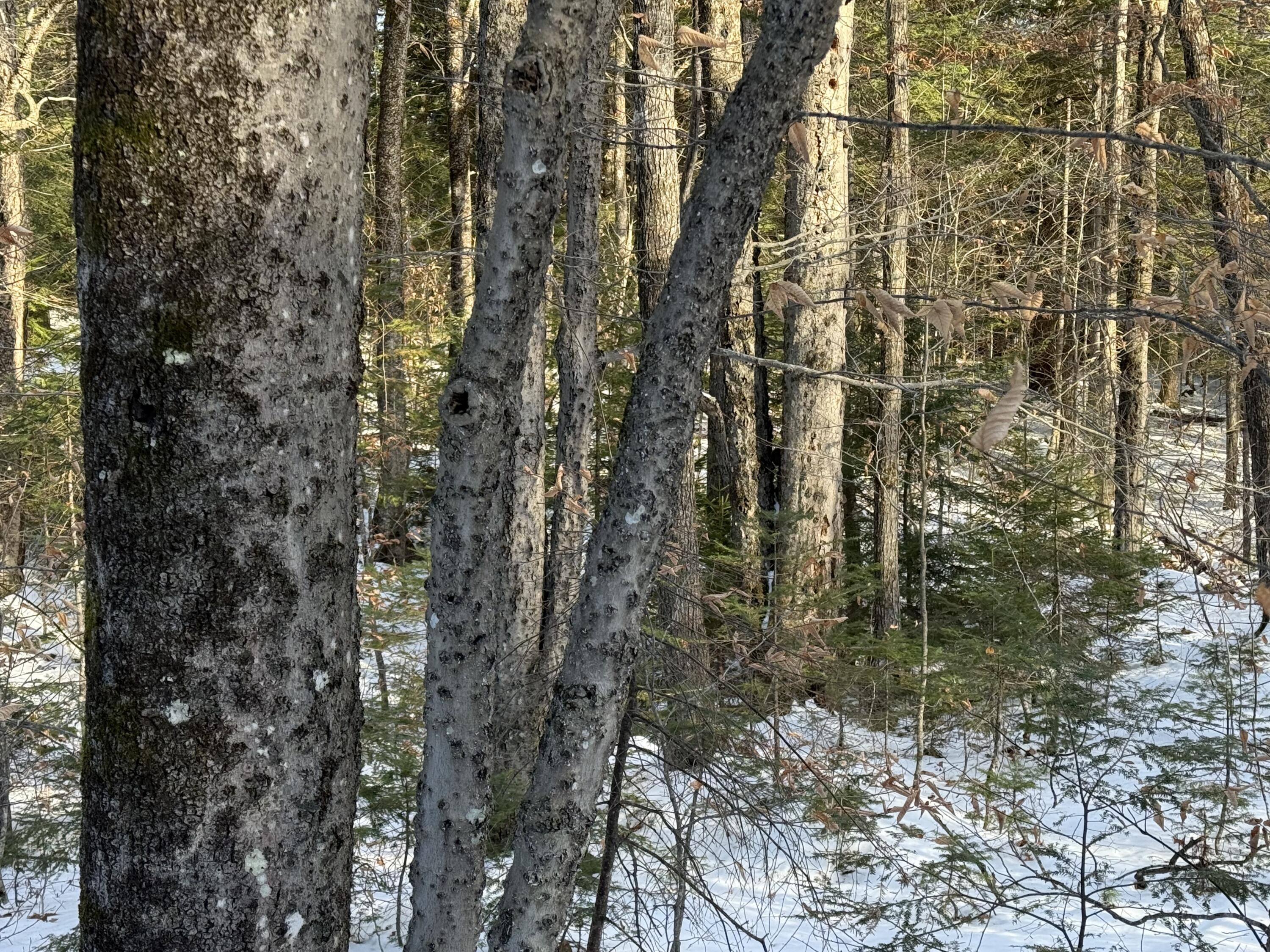 R6L9 Dickey Mills Road Avon ME 04966