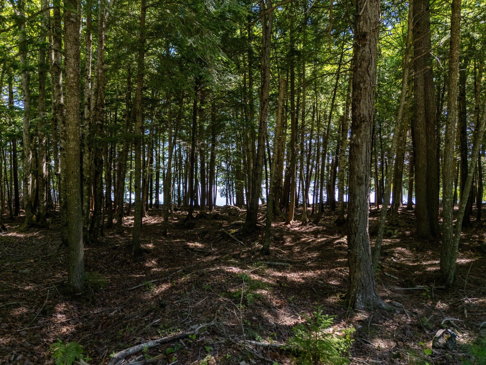 Lot 5 Black Cat Point Princeton ME 04668