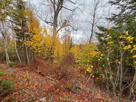 M10L1 Off Route 1 Pembroke ME 04666