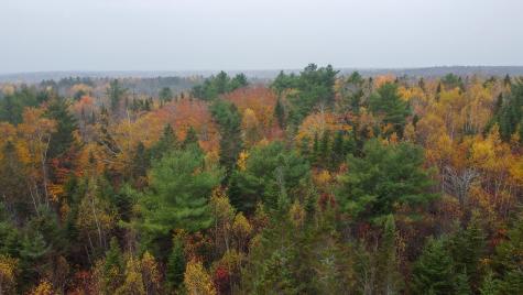 M10L1 Off Route 1 Pembroke ME 04666