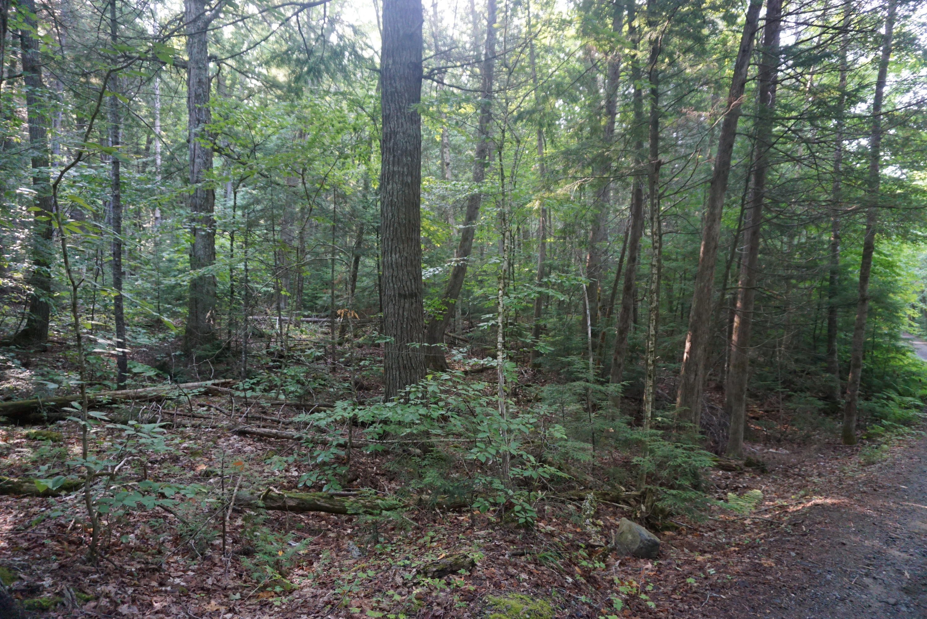 44-b Muzzy Camp Road Greenville ME 04441