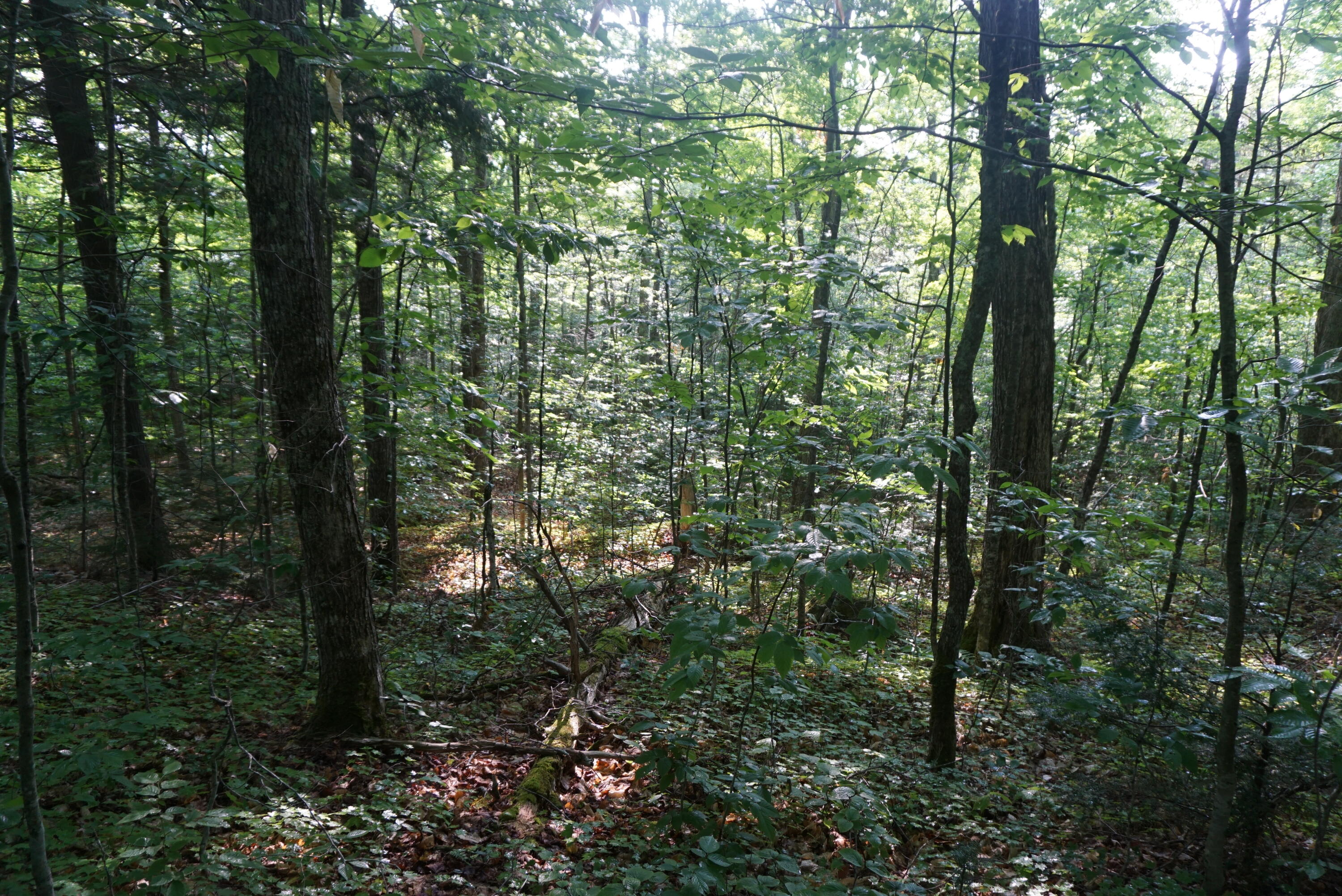 44-b Muzzy Camp Road Greenville ME 04441